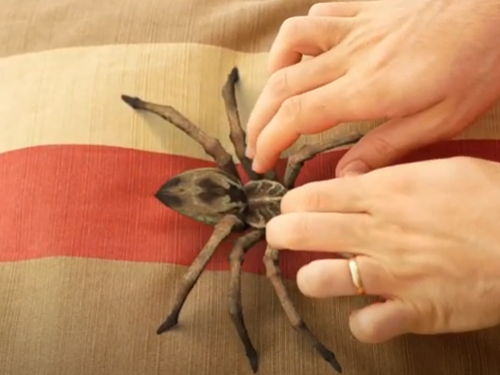 š„BUY 1 GET 1 FREEš„Lifelike Spider