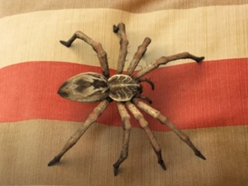 š„BUY 1 GET 1 FREEš„Lifelike Spider