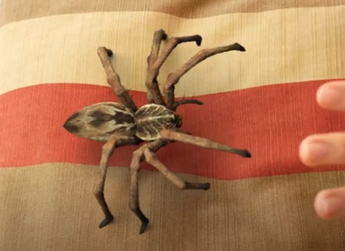 š„BUY 1 GET 1 FREEš„Lifelike Spider