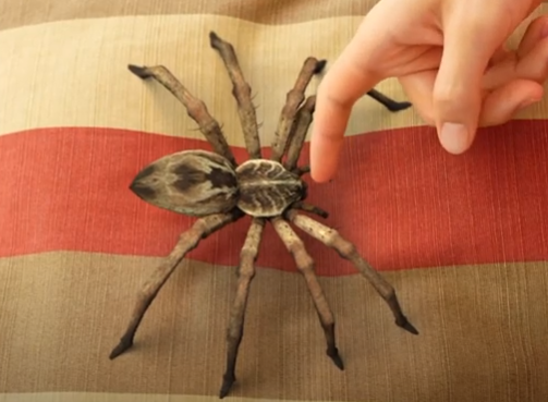 š„BUY 1 GET 1 FREEš„Lifelike Spider